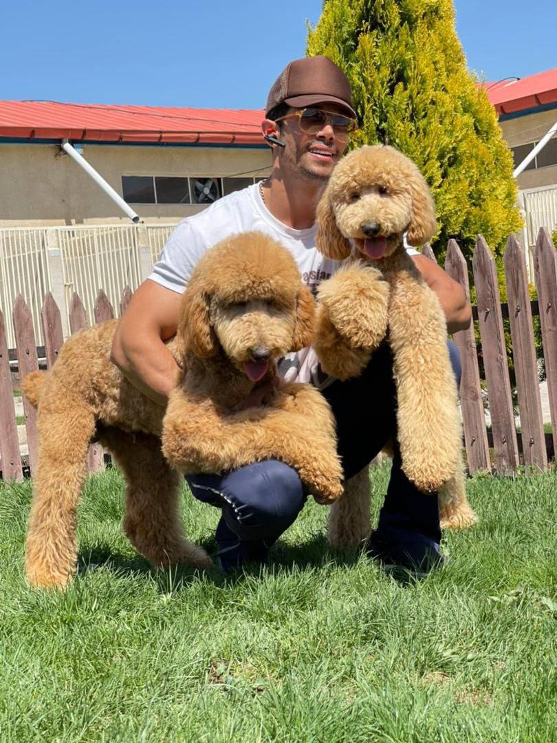 مولد نژاد پودل استاندارد یونیک